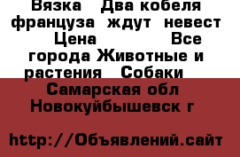  Вязка ! Два кобеля француза ,ждут  невест.. › Цена ­ 11 000 - Все города Животные и растения » Собаки   . Самарская обл.,Новокуйбышевск г.